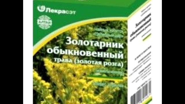 Золотарник обыкновенный или золотая розга