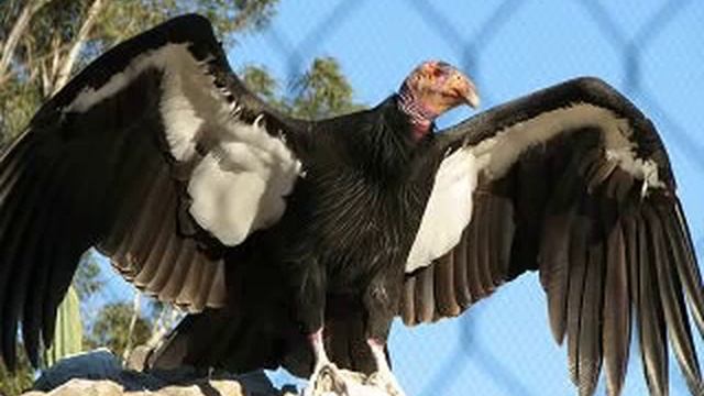 California Condor - Critically Endangered Species смотреть онлайн