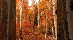 Осенний лес. #лес #осень #березы #красота #природа