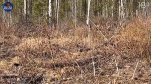 ЗАЛЕЗ в МЕДВЕЖЬЮ БЕРЛОГУ. Весенняя охота с лайками работают лося