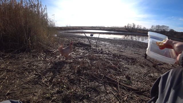 Форель с платника и жерех с реки Белой. смотреть онлайн