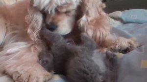 Американский Кокер Спаниель и Вислоухий Котёнок