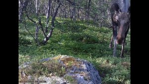 Дикая природа Мурманска  Ворон и любопытный лосёнок.