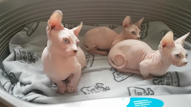 Забавные котята породы бамбино и двельф смотреть онлайн