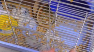 Почему нужно рассаживать джунгарских хомяков. Hamster