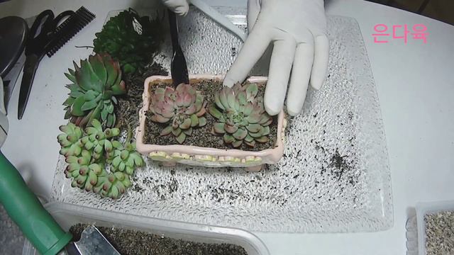 직접 만든 수제화분에 다육식물 프리린제 분갈이 смотреть онлайн