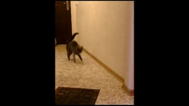 Кошка ест мясо смотреть онлайн