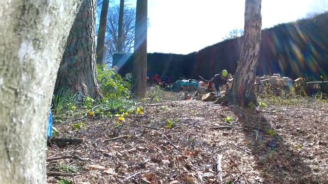 Over 20 trees felled, rhododendron removed, chipped and cleared by per terram landscapes смотреть онлайн