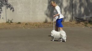 японские породы собак, японский шпиц, видео с выставки собак