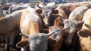 продажа бычков породы сементалов! 13.09.2021г