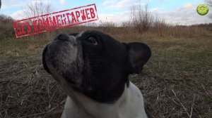 ☀Янислава☀Дрожь зубов.#Французский бульдог.French Bulldog