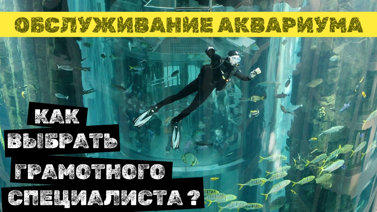 Как найти  АКВАРИУМИСТА для ОБСЛУЖИВАНИЯ аквариума! Новый проект!) #оформлениеаквариума #аквариум