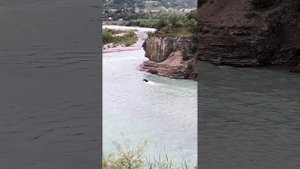 Кчр. Карачаевск. Река Кубань. Жеребец не может выплыть