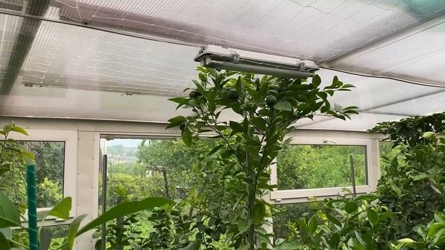 Тем временем в "Домике для цитрусов" 05.07.21 смотреть онлайн