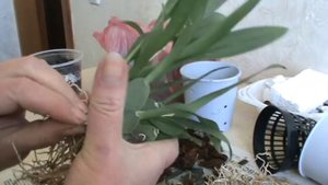 Орхидея Онцидиум Твинкль. Пересадка. Деление куста.