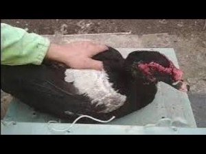 Мускусные утки сколько весят.