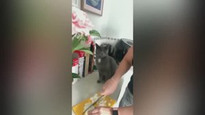 смешные случаи с животными 57