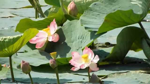 ВИДЕО ЦВЕТЕНИЕ ЛОТОСА = ПВН 2015 ГОД 22 смотреть онлайн