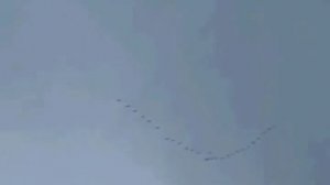 Журавли-группа Серебро