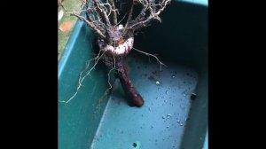 How To Lift and Store Gladioli Corms / Bulbs, Storing Gladioli Over Winter, Get Gardening