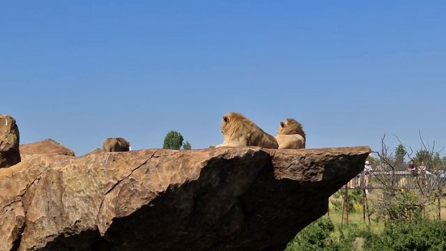 Вожак и компания на Скале славы! Тайган Lions in Crimean Taigan