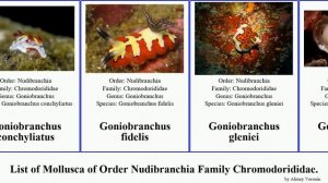 List of Mollusca of Order Nudibranchia Family Chromodorididae. hypselodoris goniobranchus felimare