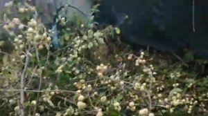 🟢ВЛОГ_8🟢 НЕ БОЛЬШИЕ ДЕЛА ПО ДВОРУ/ОБРЕЗАЮ ВЕТКИ ЯБЛОНИ/ДИКИЙ