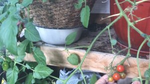 Сорт томата 100 и 1000. Сто и тысячи. Ампельный.