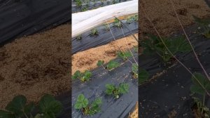 закрытый и открытый грунт разница на лицо