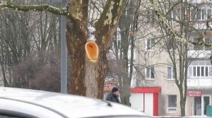 Платан - как выглядит древесина дерева. Семена платана
