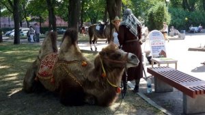 По Кронштадту верблюда водили