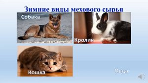 Классификация пушно мехового сырья