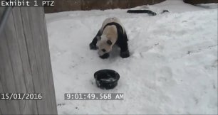 Панда устроила "снежную битву" со своей  миской