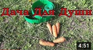 Сажаем МОРКОВЬ на собственные семена???