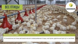 Автоматизация птичника на бройлерной птицефабрике | Оборудование SAGRADA