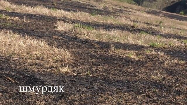 коп во владимирской области