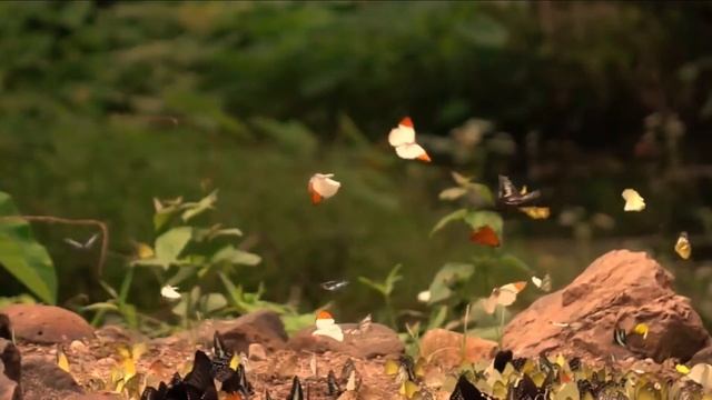 meditation music relax mind body смотреть онлайн