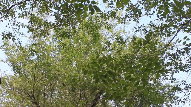 Астана (Нур-Султан ) "Летним днем" часть 1 Astana (Nur-Sultan) "Summer Day" part 1 смотреть онлайн