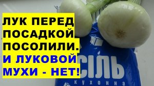 Посолили лук перед посадкой. Удивительно, но факт! Луковой мухи - нет!