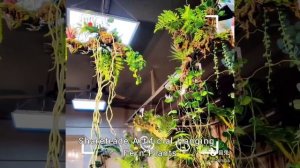 Sharetrade Artificial Hanging Fern Plants