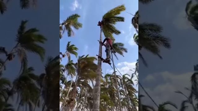 Cómo bajar chontaduros de la palma sin problemas смотреть онлайн