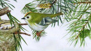 В вечнозелёном лесу