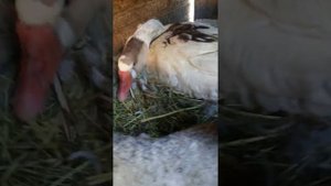 сколько яиц под гуся