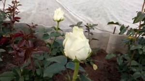 Обзор чайно-гибридных роз сорта Аваланж
