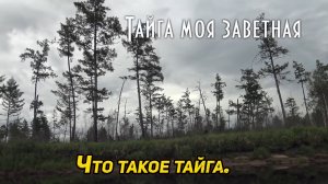 Что такое тайга. Развлекательно-познавательный ролик о Тайге, кто она и как выглядит.