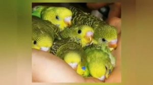 ЧТО НУЖНО ДЛЯ РАЗМНОЖЕНИЯ ВОЛНИСТЫХ ПОПУГАЕВ?