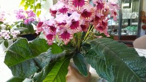 ЦВЕТЕНИЕ стрептокарпусов В СЕНТЯБРЕ. Обзор сортов стрептокарпусов