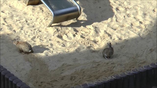 И снова зайцы в Гамбурге:) смотреть онлайн