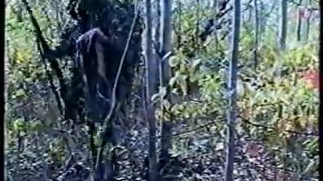 охота сургут барсуки смотреть онлайн