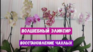 ВОЛШЕБНЫЙ ЭЛИКСИР для ОРХИДЕИ и даже дохлый цветок оживет, позеленеет и зацветет!